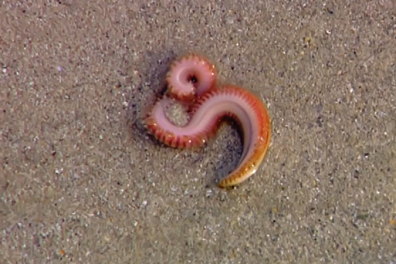 Vivre au rythme des marées - La vie dans l'estran - 15mn 39s